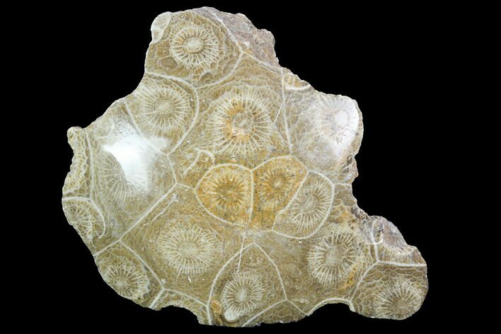 Polished Fossil Coral (Actinocyathus) - Morocco #100668